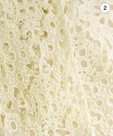 Sea NEW YORK（シーニューヨーク）ブラウス 白 サイズ:4(XL位) レディース/2200626936723