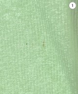 JOURNAL STANDARD（ジャーナルスタンダード）Tシャツ・カットソー 緑 サイズ:-(M位) レディース/2200641963148