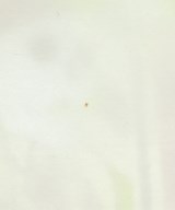 ZUCCa（ズッカ）Tシャツ・カットソー 白 サイズ:M レディース/2200653610023