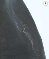 sacai（サカイ）ライダース 黒 サイズ:3(L位) メンズ/2200643879010