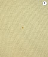 ADAM ET ROPE（アダムエロペ）ワンピース 白 サイズ:F レディース/2200629595019