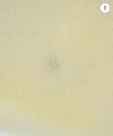 TATRAS（タトラス）その他 白 サイズ:02(M位) レディース/2200670443024