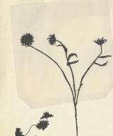 GALERIE VIE（ギャラリーヴィー）その他 白 サイズ:36(M位) レディース/2200720640168