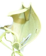 Polo Ralph Lauren（ポロラルフローレン）ショルダーバッグ 緑 サイズ:- メンズ/2200733972065