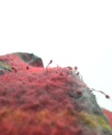 BEAMS BOY（ビームスボーイ）その他 赤 サイズ:F レディース/2200632946013