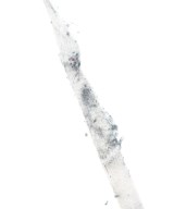 LACOSTE（ラコステ）スニーカー 白 サイズ:UK8(26.5cm位) メンズ/2200676475012