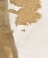 CLANE（クラネ）カジュアルジャケット ベージュ サイズ:1(S位) レディース/2200711091016