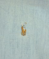 Polo Ralph Lauren（ポロラルフローレン）シャツ 青 サイズ:110(5T-6T) キッズ/2200604296191