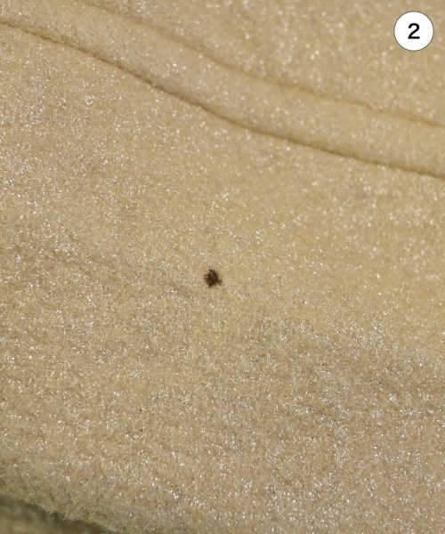 COMME des GARCONS COMME des GARCONS（コムデギャルソンコムデギャルソン）ジャケット ベージュ サイズ:S レディース/2200632898350