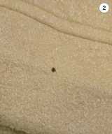 COMME des GARCONS COMME des GARCONS（コムデギャルソンコムデギャルソン）ジャケット ベージュ サイズ:S レディース/2200632898350