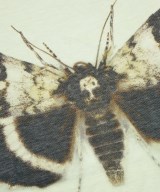 ALEXANDER MCQUEEN（アレキサンダーマックイーン）Tシャツ・カットソー 白 サイズ:S レディース/2200594329381