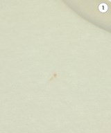 DSQUARED（ディースクエアード）Tシャツ・カットソー 白 サイズ:S メンズ/2200671717186