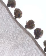 Faliero Sarti（ファリエロサルティ）ストール 茶 サイズ:- レディース/2200628750020