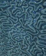 ERMANNO SCERVINO（エルマノシェルビーノ）その他 青 サイズ:46(XL位) レディース/2200616755020