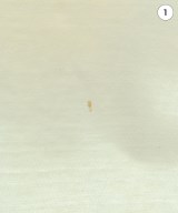 HUMAN MADE（ヒューマンメイド）Tシャツ・カットソー 白 サイズ:XL メンズ/2200619970109