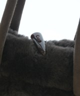 UGG australia（アグオーストラリア）ハンドバッグ 茶 サイズ:- レディース/2200642552013