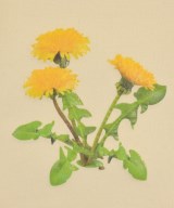 LOEWE（ロエベ）ニット・セーター 白 サイズ:XS レディース/2200640420017