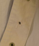 MACKINTOSH（マッキントッシュ）ステンカラーコート ベージュ サイズ:38(S位) メンズ/2200669022100