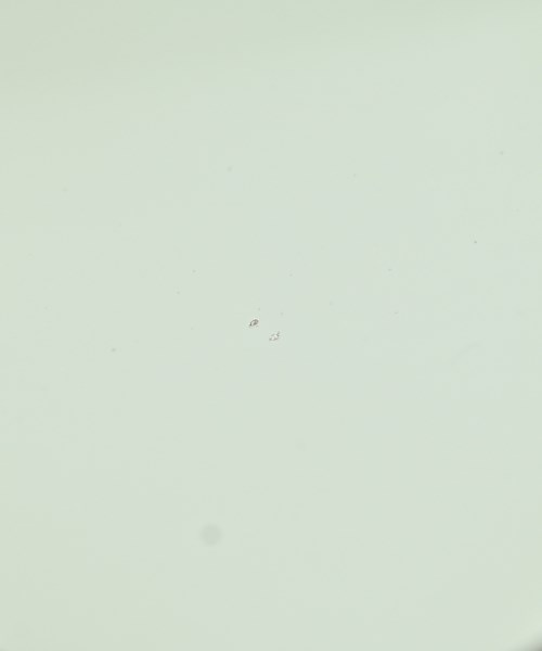 At.COULEUR（アーテクルール）サングラス 茶 サイズ:- レディース/2200699329170
