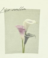 VTA（ブイティーエー）Tシャツ・カットソー 白 サイズ:F レディース/2200674910010