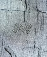 SONIA BY SONIA RYKIEL（ソニアバイソニアリキエル）ストール 黒 サイズ:F レディース/2200613158664