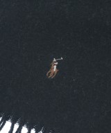 Polo Ralph Lauren（ポロラルフローレン）マフラー 黒 サイズ:- メンズ/2200636466029